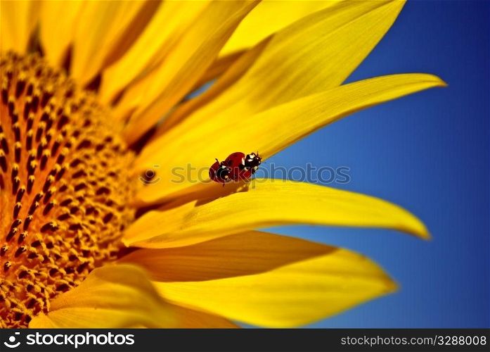 ladybugs on sunflower. close-up