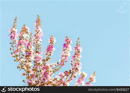 Lagerstroemia floribunda or Thai crape myrtle flowers at the top of the tree with blue clear sky.