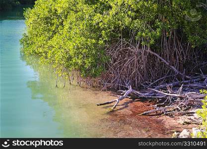 lagoon mangrove shore in Mayan Riviera