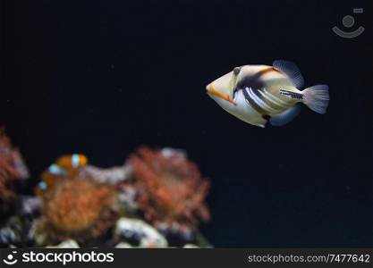 Lagoon triggerfish Coral reef Clown triggerfish
