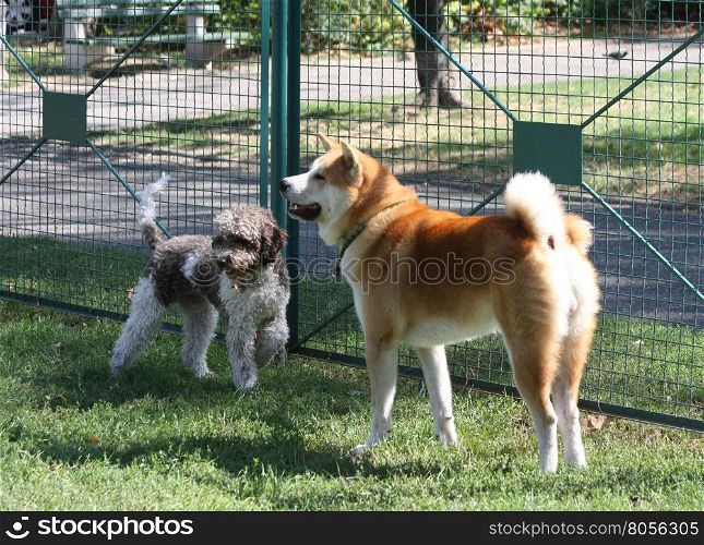 Lagotto Romagnolo and Akita Inu playing in dog park