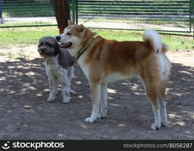 Lagotto Romagnolo and Akita Inu posing in dog park
