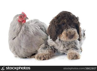 lagotto romagnolo and chicken in front of white background