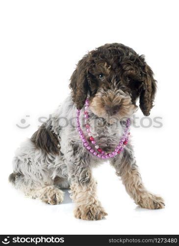 lagotto romagnolo in front of white background