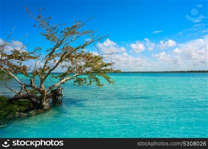 Laguna de Bacalar Lagoon mangroove in Mayan Mexico at Quintana roo