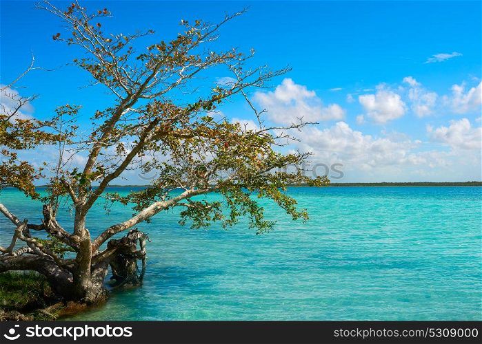 Laguna de Bacalar Lagoon mangroove in Mayan Mexico at Quintana roo