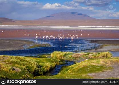 Laguna Honda in sud Lipez Altiplano reserva Eduardo Avaroa, Bolivia. Laguna colorada in sud Lipez Altiplano reserva, Bolivia
