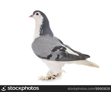 Lahore pigeon in front of white background