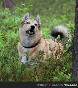 Laika the dog scent a bird. Episode hunting.