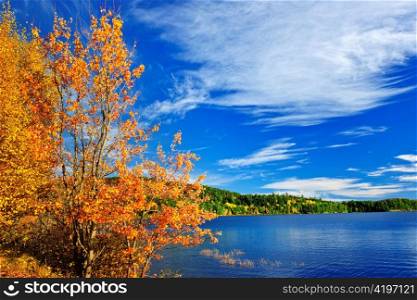 Lake and fall forest with colorful trees in Algonquin Park, Canada