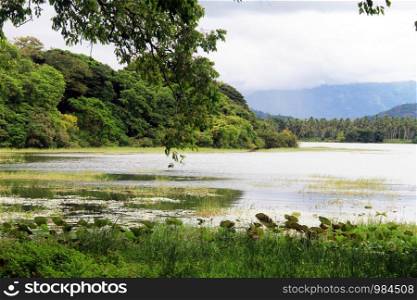 Lake and palm tree plantation in Sri Lanka