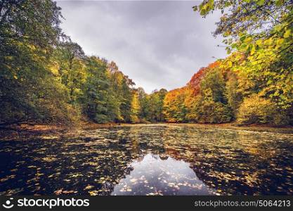 Lake covered with autumn leaves near a forest in beutiful autumn colors in the fall with fallen leaves on the water