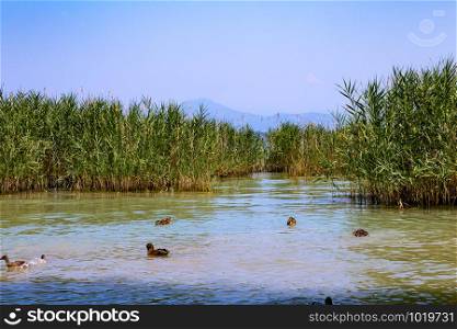 Lake Garda, small inlet with ducks and thickets of reeds