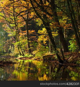 lake in deep forest