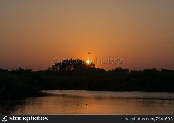 lake in holland with evening sunset and birds fly with the sun as background