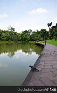 Lake in public park surrounded by green field and trees at Singapore Botanic Garden
