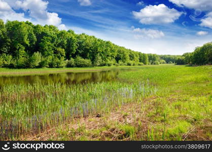 lake in the forest