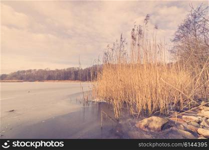 Lake in the winter with reeds and rocks