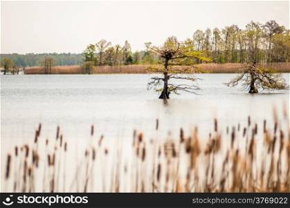 lake mattamuskeet nature trees and lants in spring time
