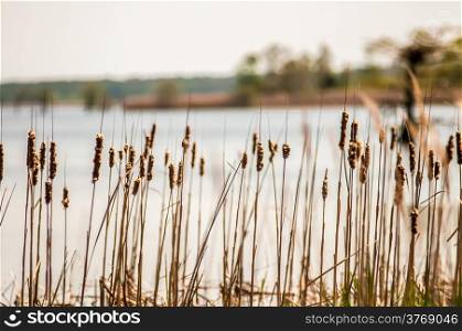 lake mattamuskeet nature trees and lants in spring time