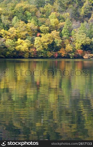 Lake of autumn tint