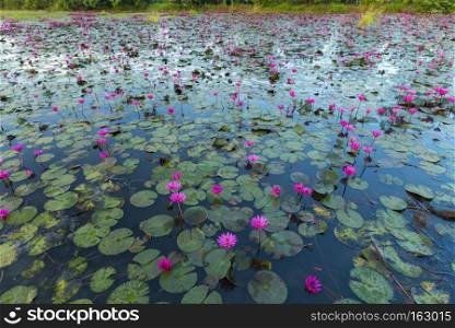lake of lotus