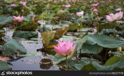 Lake of red lotus at Udonthani Thailand with blur background, stock photo