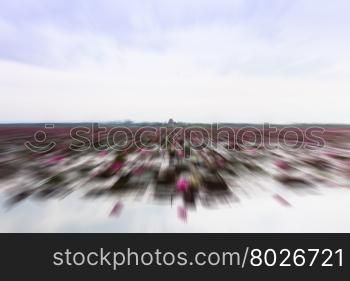Lake of red lotus at Udonthani Thailand with radial blur background, stock photo