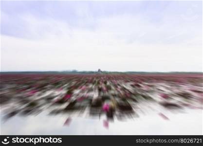 Lake of red lotus at Udonthani Thailand with radial blur background, stock photo