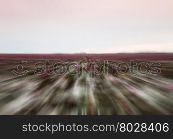 Lake of red lotus with radial blurred background, stock photo