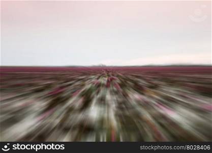 Lake of red lotus with radial blurred background, stock photo