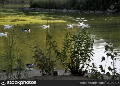 Lake of the ducks in the Roca del Valles