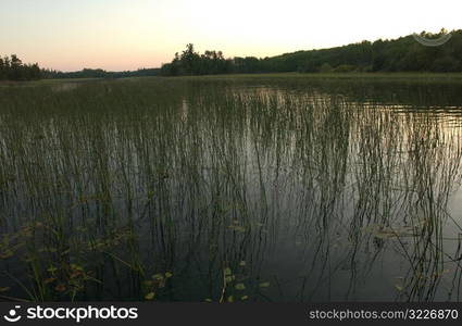 Lake of the Woods