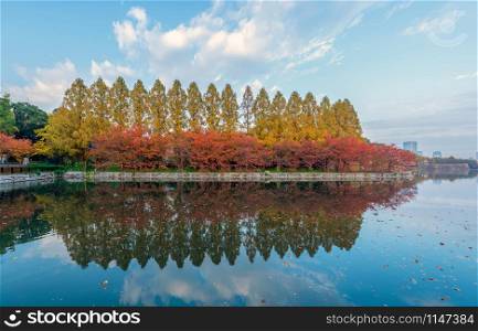 Lake or river reflection of red maple leaves or fall foliage with branches in colorful autumn season in Kyoto City, Kansai. Trees in Japan. Nature landscape background.