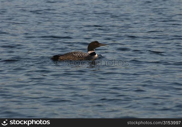 Lake Photography - Duck on Lake