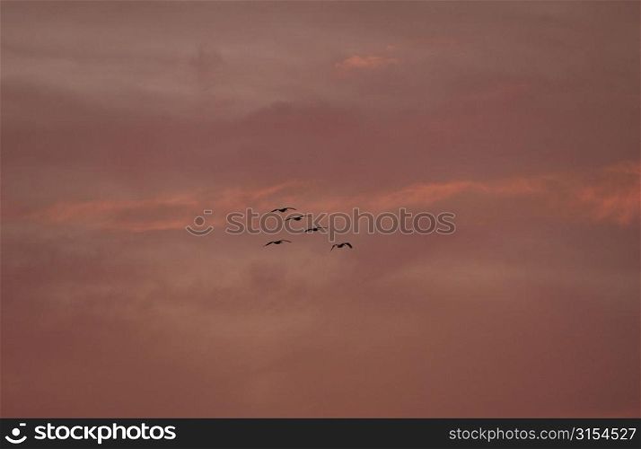 Lake Photography - Five Birds Flying in Sky at Sunset