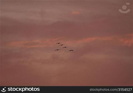 Lake Photography - Five Birds Flying in Sky at Sunset
