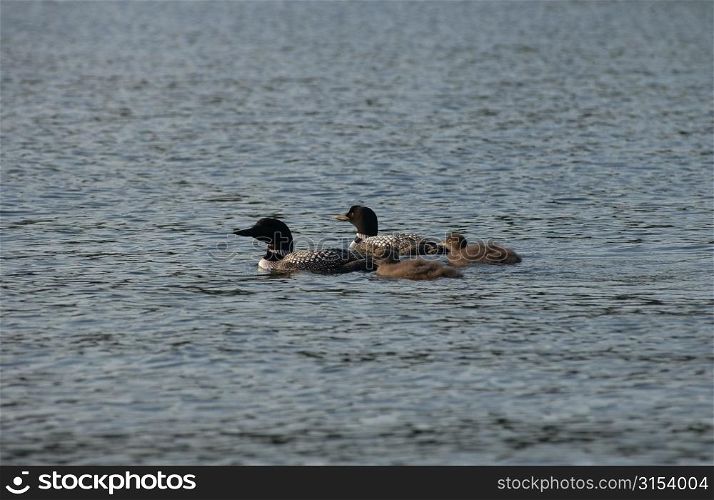 Lake Photography - Four ducks on the lake