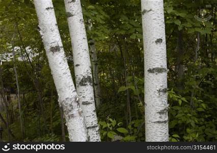 Lake Photography - Three Birch Trees