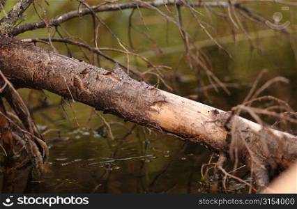 Lake Photography - Tree Log