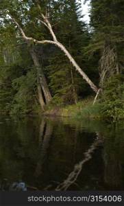 Lake Photography - Trees along shoreline