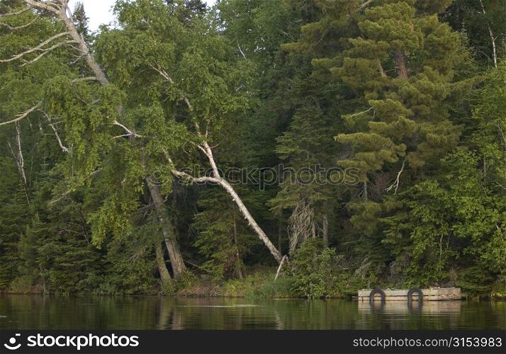 Lake Photography - Trees on Lake Shore