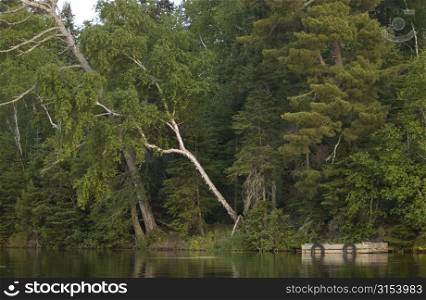 Lake Photography - Trees on Lake Shore