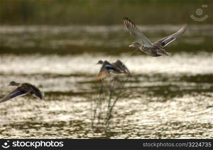 Lake Photography waterfowl