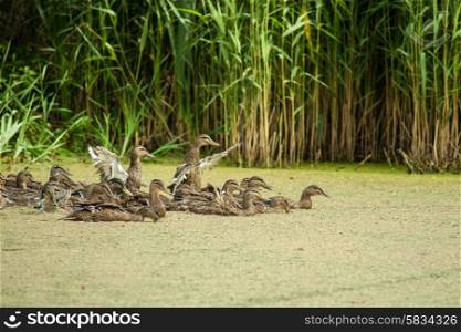 Lake pond with wild ducks and algae