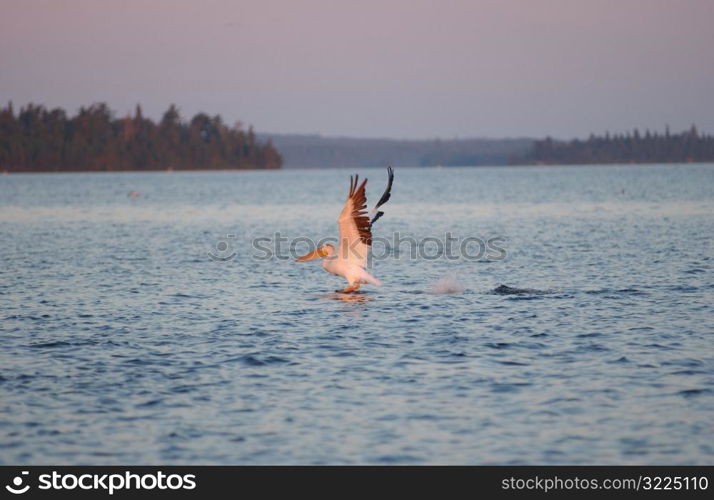 Lake Scenes