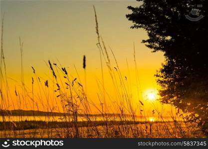 Lake sunrise with grass silhouettes in the morning