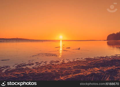 Lake sunrise with wild birds in the water