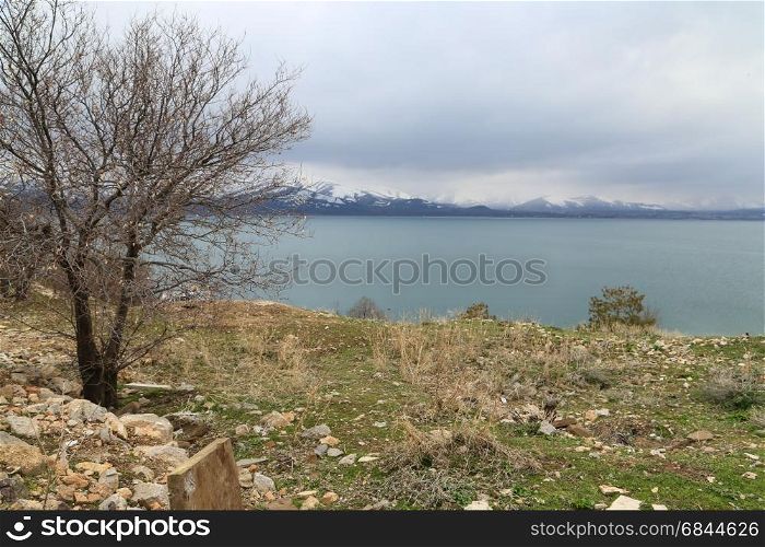 Lake Van and mount Ararat. View of a tree near lake Van with mount Ararat as a background in Turkey