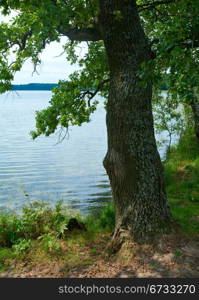 Lake view through summer oak tree twigs